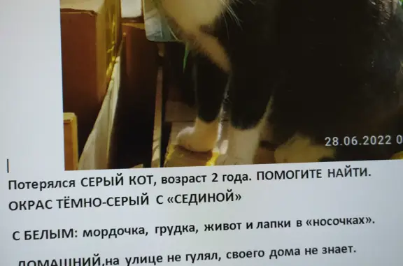 Пропала кошка на ул. Пугачёва, 71, Вологда