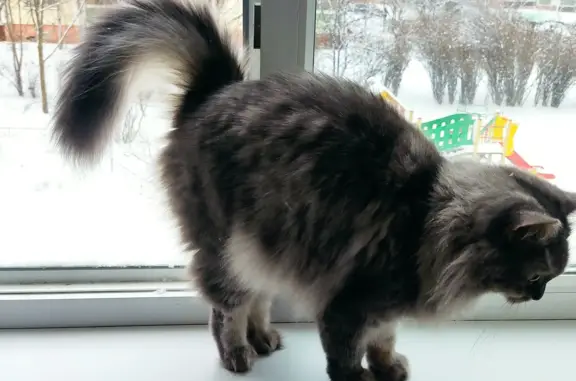 Пропала кошка в Медовке, СНТ Донское4. Помогите найти!