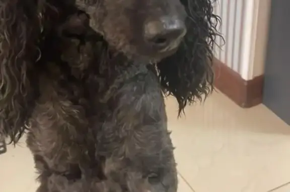 Пропала собака: черный пудель, СНТ Лужки 1, Московская область