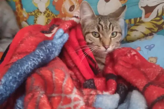 Пропала кошка Кот в Краснокамске