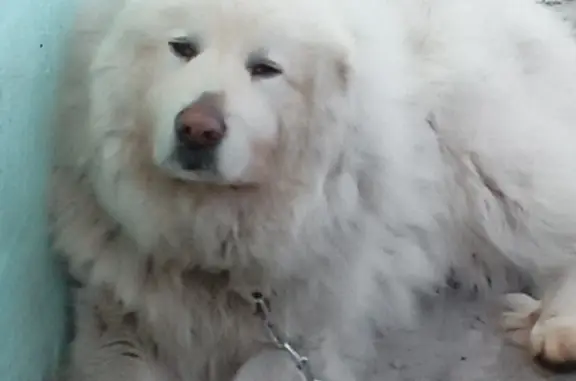 Пропала собака Джек на Южном, Кемерово. Большая белая собака. Вознаграждение 8 000 руб.