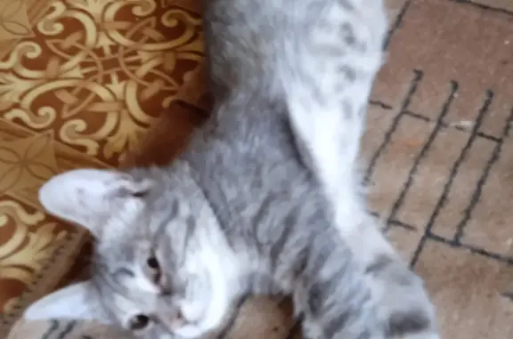 Кошка пропала на пр. Ленина, 93, Дзержинск