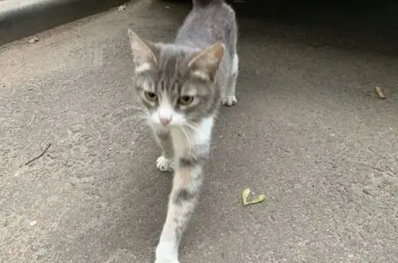 Молодая кошка на Факультетском переулке, Москва