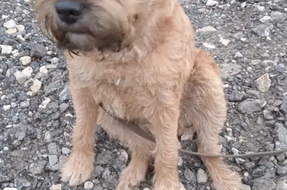 Собака БОРДЕР ТЕРЬЕР найдена в Рязанской области