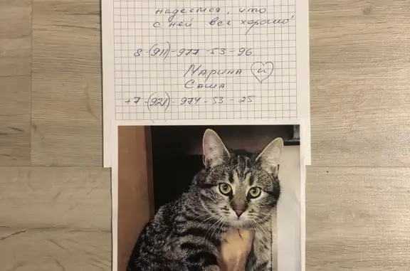 Пропала кошка, ул. Зосимова 46 к11, Кронштадт