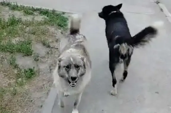 Пропала собака Линда, серый окрас, помощь нужна! (ул. Кирова, 342, Новосибирск)