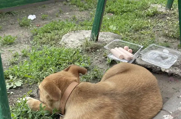 Найдена собака на ул. Славянова, 3, Липецк