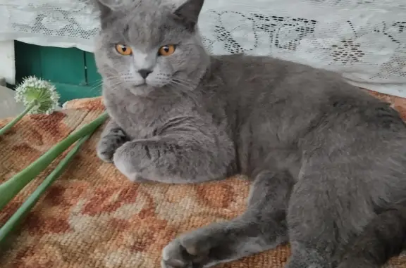 Кошки потеряшки, Ижевск, фото: Потеряшка кошка, пепельный окрас, ул. Кирова, Ижевск