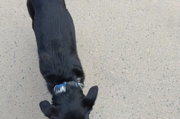 Собака на Преображенской улице с синим ошейником