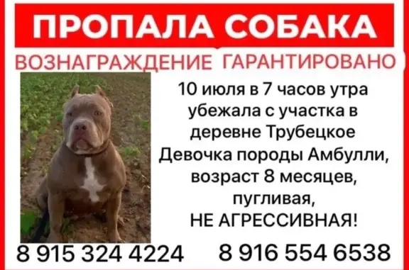 Пропала собака в Трубецком, Калужская область. Вознаграждение!