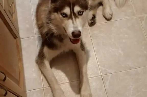 Объявления о пропавших и найденных животных, Москва, фото: Найден рыжий Хаски без хозяина