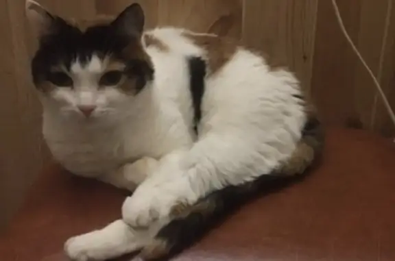 Пропала кошка Маша в Караваево, Костромская область