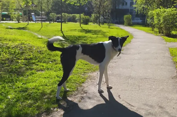 Пропала собака в Лианозово, Москва