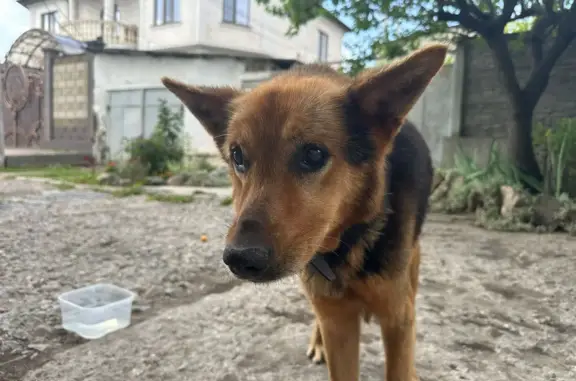 Найдена собака на Полевой улице