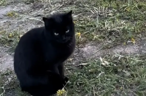 Пропала кошка, черный окрас, зеленые глаза, Литвиново