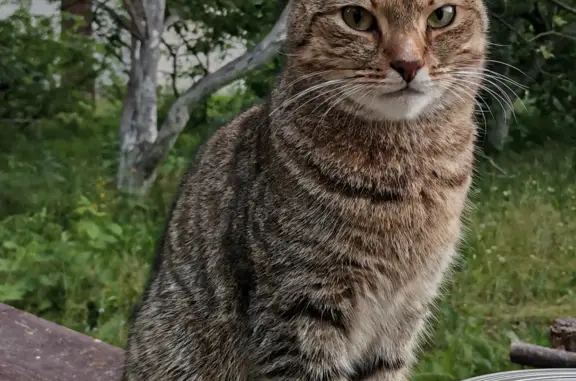 Пропала кошка на 3-й аллее, Куйвозовское сельское поселение