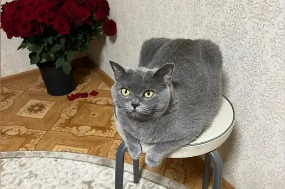 Кошки потеряшки, Набережные Челны, фото: Потеряшка британская кошка, серого цвета. Помогите найти! 19/24, Набережные Челны
