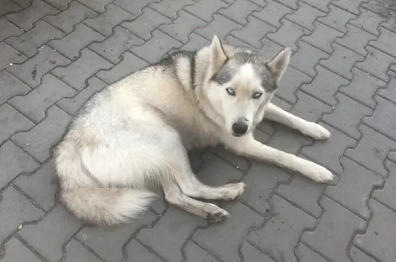 Найдена собака хаски возле рынка, ул. Чехова 320, Таганрог