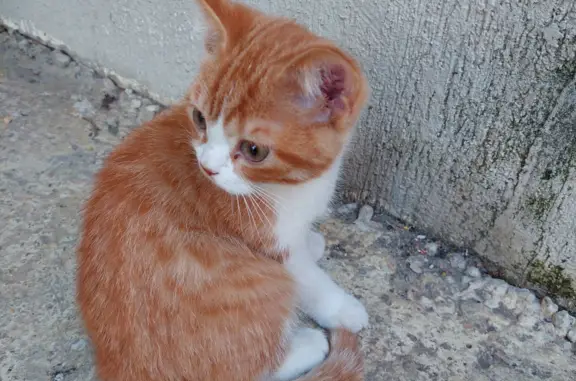 Найден контактный котик на Солнечной улице
