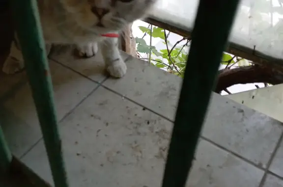 Найдена домашняя кошка на пр. Имама Шамиля, 64, Махачкала