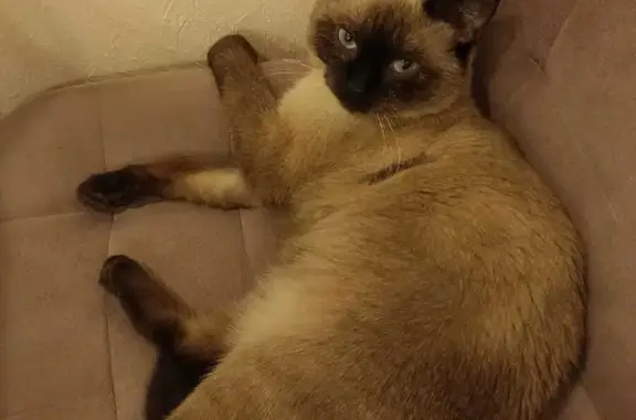 Пропала сиамская кошка в СНТ ВДНХ, Московская область