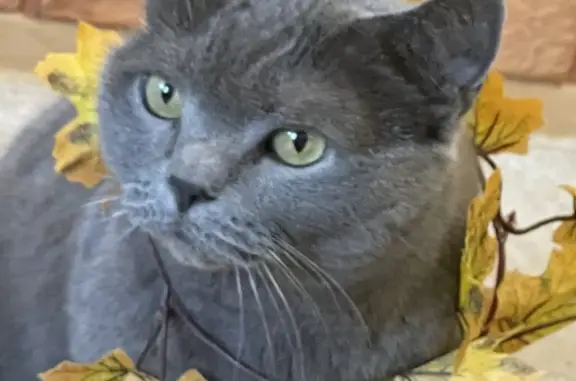 Пропал серый кот на Садовой улице, Нижневартовск