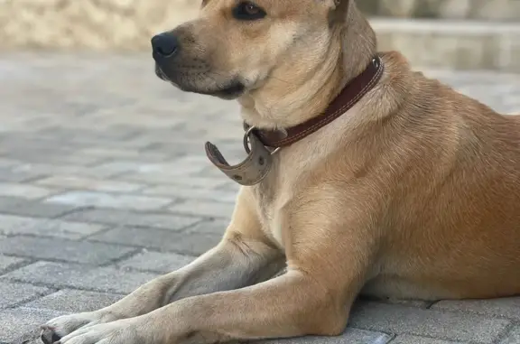 Собака на Ландышевой, Сочи - фото