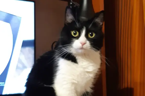 Потерянные животные Санкт-Петербург, фото: Пропала кошка Василиса на Греческом проспекте