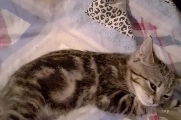 Найдена кошка Мяукала, Ташкентская ул., 101
