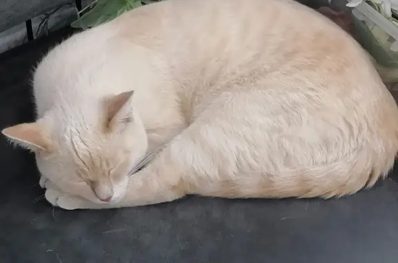 Найдена кошка на Фабричной, 22, Тюмень