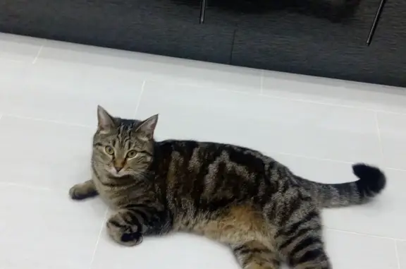 Потерянные животные Тамбов, фото: Пропал кот, верните за вознаграждение!