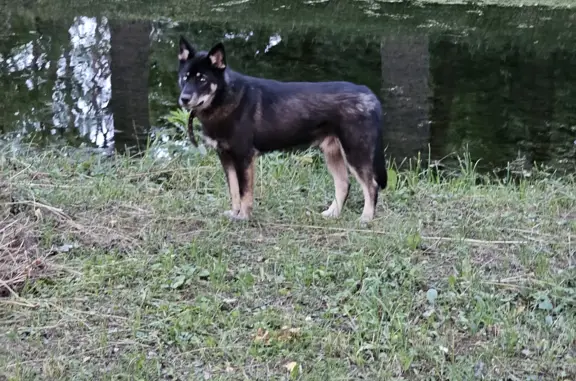 Найдена собака в Александровском, Драконов мост