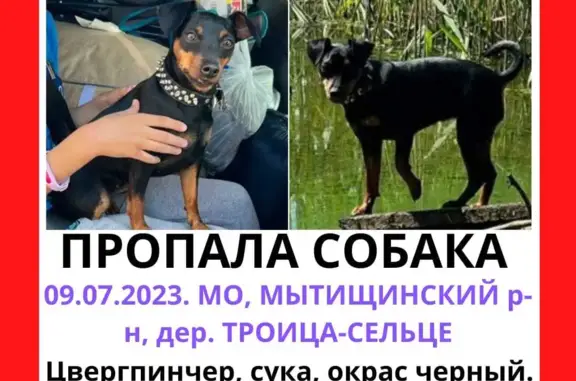 Пропала собака Цвергпинчер, черный окрас, Московская область