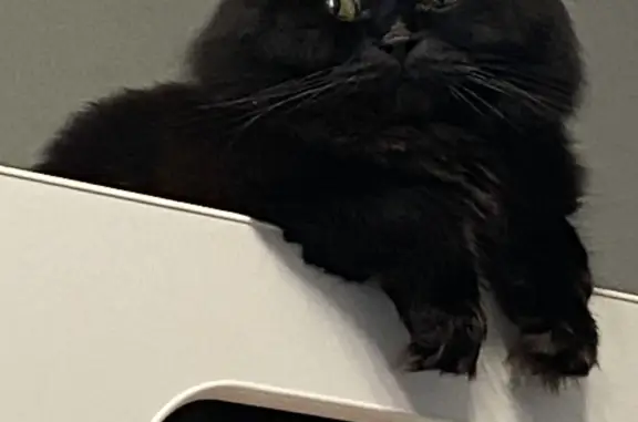 Кошки потеряшки, Иркутск, фото: Потеряшка кошка: помесь шотландца и Британца, Иркутск