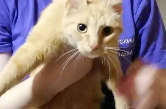 Найдена голодная рыжая кошка в Домодедово