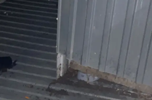 Кошки потеряшки, Набережные Челны, фото: Найдена кошка, нужна помощь! Набережные Челны