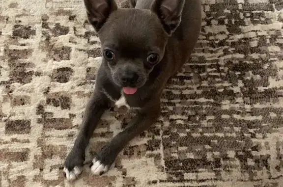 Собаки потеряшки, Тюмень, фото: Потеряшка собака Чип, ул. Розы Трениной, 3, Тюмень