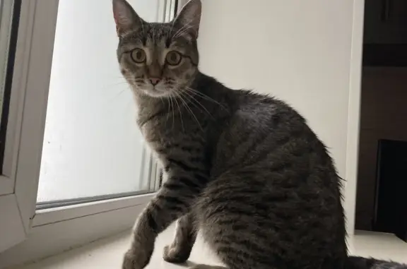 Найдена кошка в Перми: ул. Малкова, 16