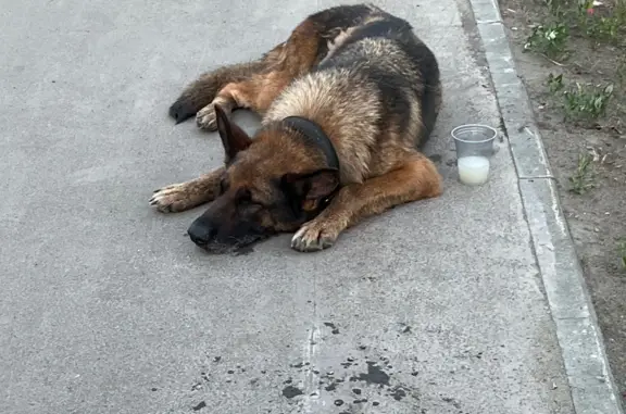 Найдена собака на ул. В. Шишкова, Бийск