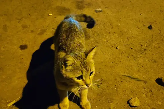 Найдена кошка на Онуфриева, 20, Екатеринбург