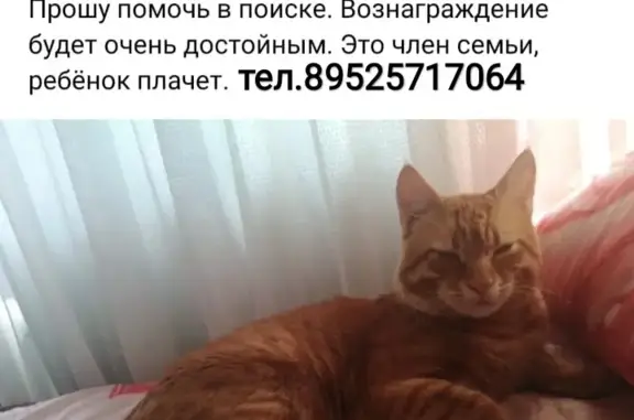 Пропала кошка в Таганроге, ул. Морозова, 27