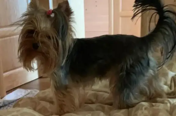 Собаки потеряшки, Санкт-Петербург, фото: Потеряшка щенок Джастин, Пионерская ул. 50, СПб