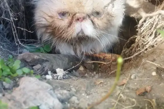 Найдена кошка на Семёновской ул., 78, Курск