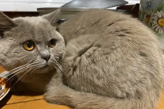 Найден британский кот, Карповский пер., Чита