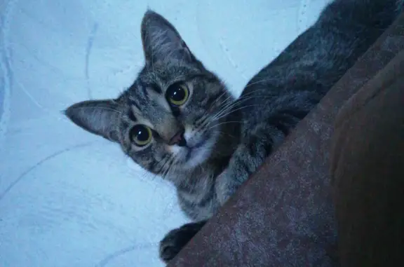 Пропала кошка Буся, ищем! Бульвар Татищева, 14, Тольятти