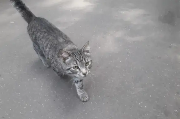 Найден серый кот с приметой на шоссе, 25 к13, Москва