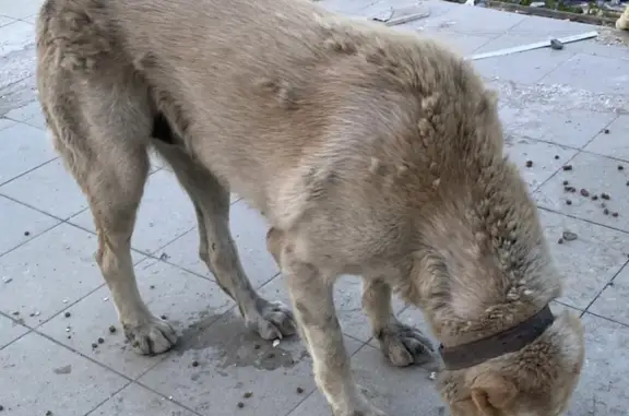 Найдена собака в ужасном состоянии на Всеволожском проспекте