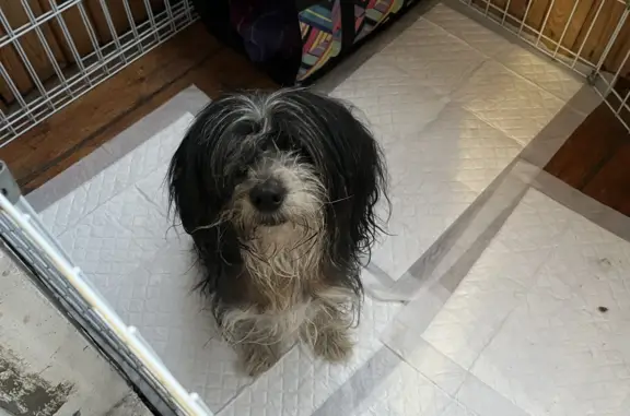 Собака КХС найдена на Бурцевской улице, Москва