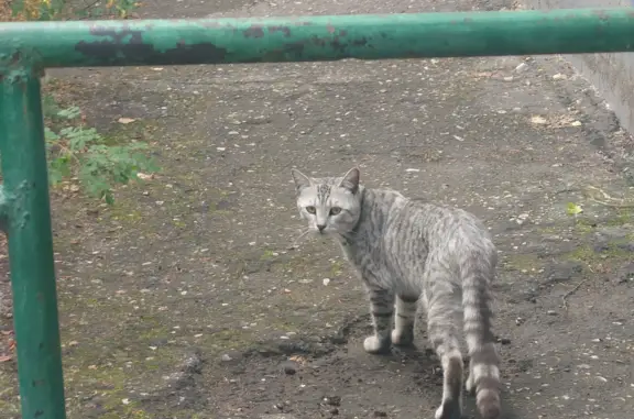 Потерянная кошка на ул. Серова, Казань