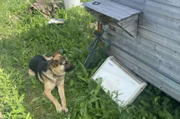 Найдена собака Кобель в Кипенском сельском поселении, Ленинградская область